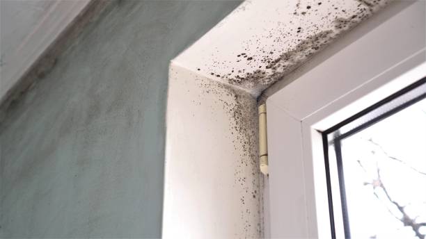 Trusted Nebraska City, NE Mold Removal Experts