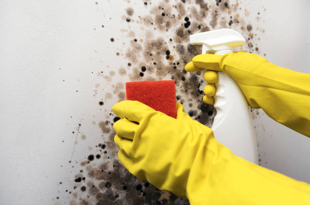 Best Toxic Mold Removal  in Braska City, NE