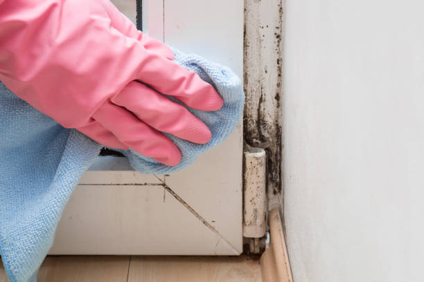 Best Commercial Mold Removal  in Braska City, NE