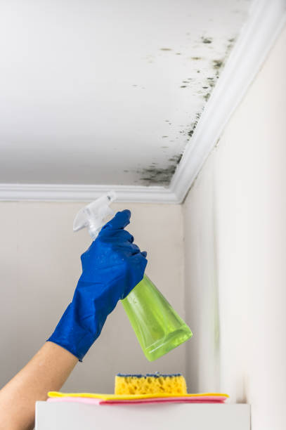 Best Local Mold Removal Service  in Braska City, NE