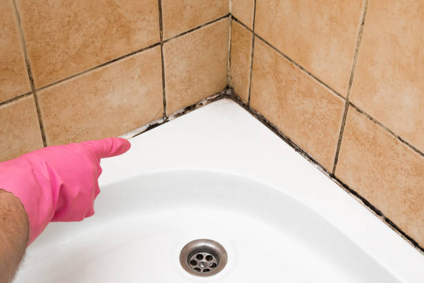 Best Mold Testing  in Braska City, NE